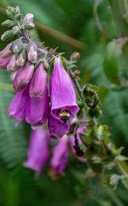 Preview wallpaper foxglove, bee, flower, macro, blur, purple