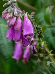 Preview wallpaper foxglove, bee, flower, macro, blur, purple