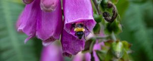 Preview wallpaper foxglove, bee, flower, macro, blur, purple