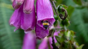 Preview wallpaper foxglove, bee, flower, macro, blur, purple