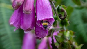 Preview wallpaper foxglove, bee, flower, macro, blur, purple