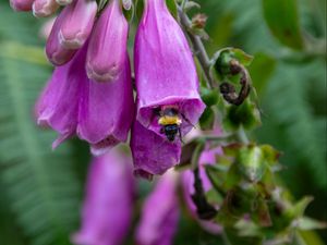 Preview wallpaper foxglove, bee, flower, macro, blur, purple