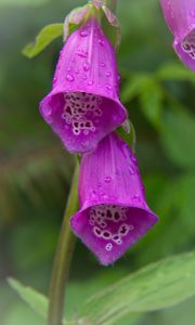 Preview wallpaper foxglove, flowers, drops, rain, macro