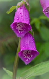 Preview wallpaper foxglove, flowers, drops, rain, macro