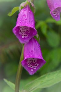 Preview wallpaper foxglove, flowers, drops, rain, macro