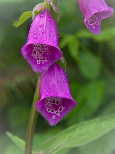 Preview wallpaper foxglove, flowers, drops, rain, macro