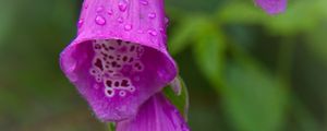 Preview wallpaper foxglove, flowers, drops, rain, macro