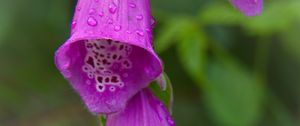 Preview wallpaper foxglove, flowers, drops, rain, macro