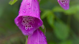 Preview wallpaper foxglove, flowers, drops, rain, macro