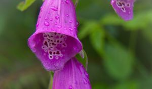 Preview wallpaper foxglove, flowers, drops, rain, macro