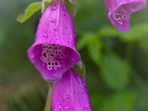 Preview wallpaper foxglove, flowers, drops, rain, macro