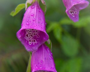 Preview wallpaper foxglove, flowers, drops, rain, macro