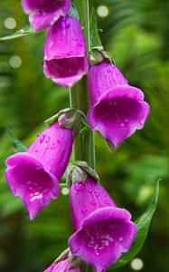 Preview wallpaper foxglove, flowers, drops, purple