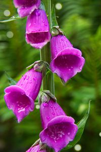 Preview wallpaper foxglove, flowers, drops, purple