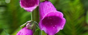 Preview wallpaper foxglove, flowers, drops, purple