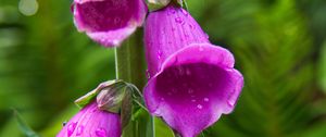 Preview wallpaper foxglove, flowers, drops, purple