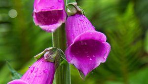 Preview wallpaper foxglove, flowers, drops, purple