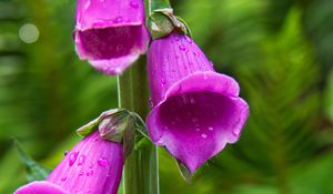 Preview wallpaper foxglove, flowers, drops, purple