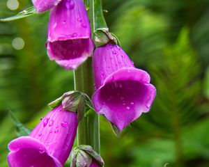 Preview wallpaper foxglove, flowers, drops, purple