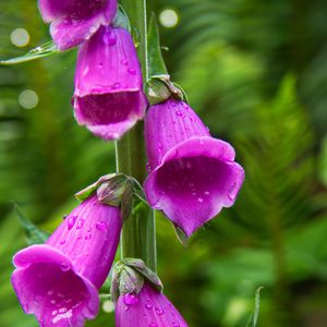 Preview wallpaper foxglove, flowers, drops, purple