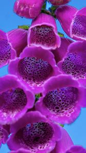 Preview wallpaper foxglove, flowers, inflorescence, purple