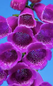 Preview wallpaper foxglove, flowers, inflorescence, purple