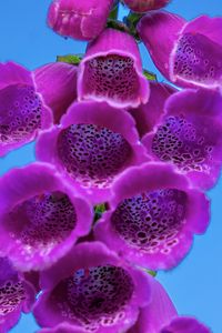 Preview wallpaper foxglove, flowers, inflorescence, purple