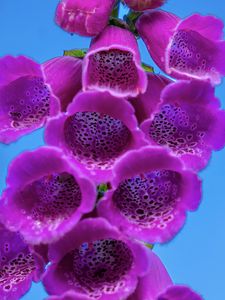 Preview wallpaper foxglove, flowers, inflorescence, purple