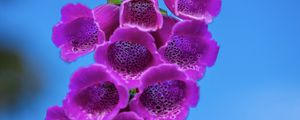 Preview wallpaper foxglove, flowers, inflorescence, purple