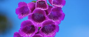 Preview wallpaper foxglove, flowers, inflorescence, purple