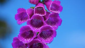 Preview wallpaper foxglove, flowers, inflorescence, purple