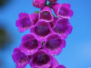 Preview wallpaper foxglove, flowers, inflorescence, purple