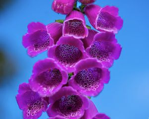 Preview wallpaper foxglove, flowers, inflorescence, purple