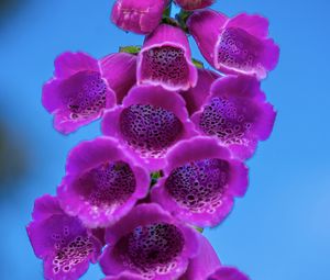 Preview wallpaper foxglove, flowers, inflorescence, purple