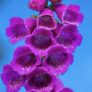 Preview wallpaper foxglove, flowers, inflorescence, purple