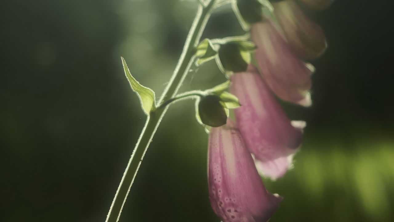 Wallpaper foxglove, flowers, light, plant