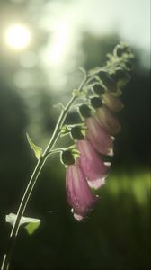 Preview wallpaper foxglove, flowers, light, plant