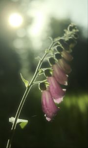 Preview wallpaper foxglove, flowers, light, plant