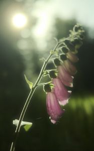 Preview wallpaper foxglove, flowers, light, plant