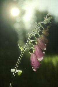 Preview wallpaper foxglove, flowers, light, plant