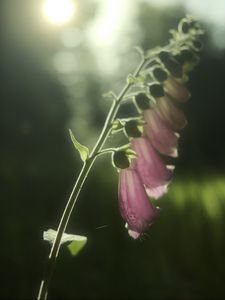 Preview wallpaper foxglove, flowers, light, plant