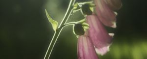 Preview wallpaper foxglove, flowers, light, plant