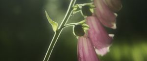 Preview wallpaper foxglove, flowers, light, plant