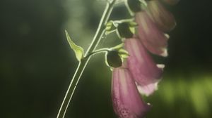 Preview wallpaper foxglove, flowers, light, plant