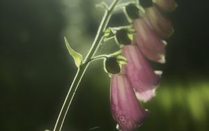 Preview wallpaper foxglove, flowers, light, plant