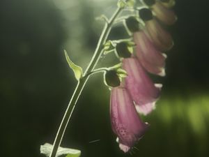 Preview wallpaper foxglove, flowers, light, plant