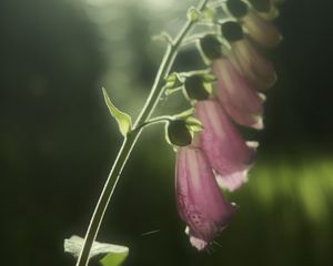 Preview wallpaper foxglove, flowers, light, plant