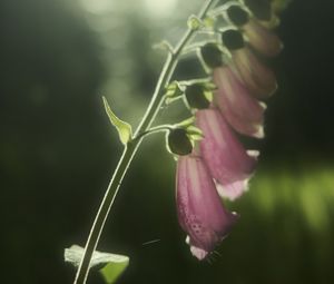 Preview wallpaper foxglove, flowers, light, plant