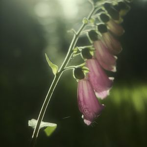 Preview wallpaper foxglove, flowers, light, plant