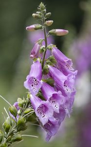 Preview wallpaper foxglove, flowers, purple, macro